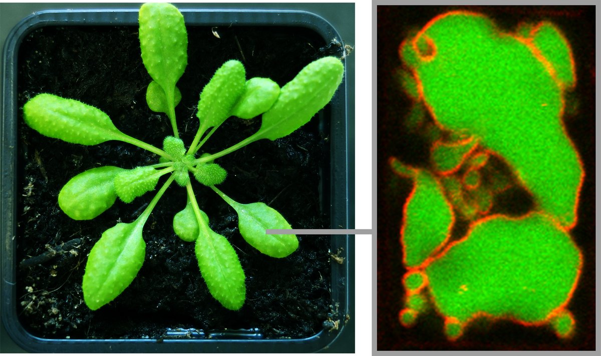Foto der Vakuole einer Pflanzenzelle (rechts) der Acker-Schmalwand (Arabidopsis thaliana, auch als Gänserauke bekannt, links im Bild)