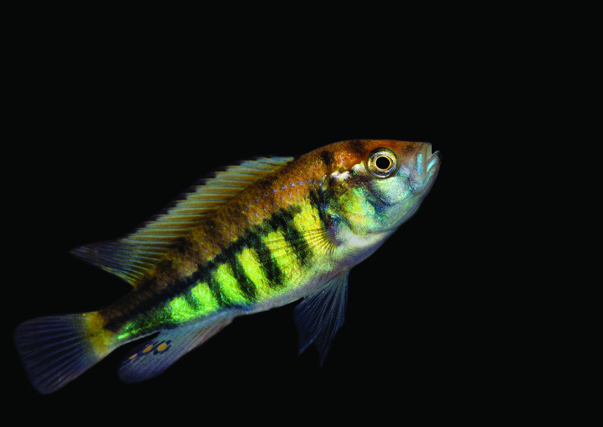Ein mit der Genschere Crispr-Cas9 veränderter Fisch der Art Pundamilia nyererei aus dem Victoriasee. Durch die genetische Veränderung zeigt der Fisch horizontale Streifen auf der Flanke.