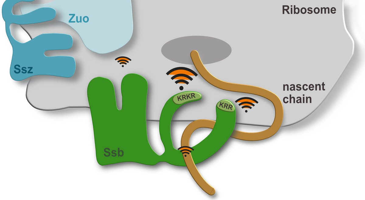 Schematic view of the chaperone RAC at the ribosome
