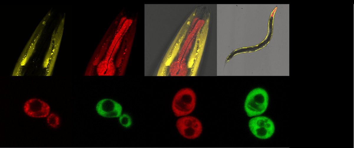 View of differently labeled fluorescent worms