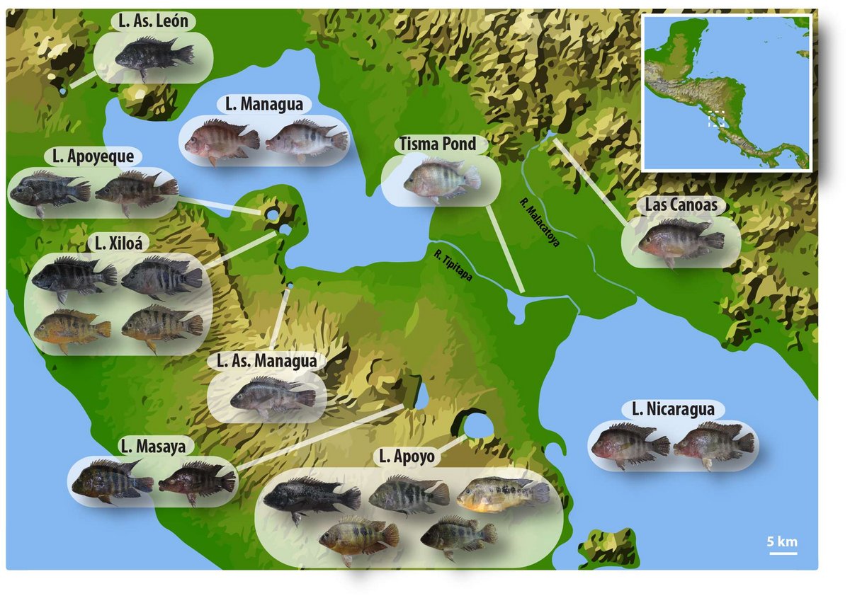 The map shows the geographic distribution and morphological diversity of the various species and ecotypes of Midas cichlids that occur in Lakes Nicaragua and Managua as well as in various crater lakes. Copyright: Andreas Kautt