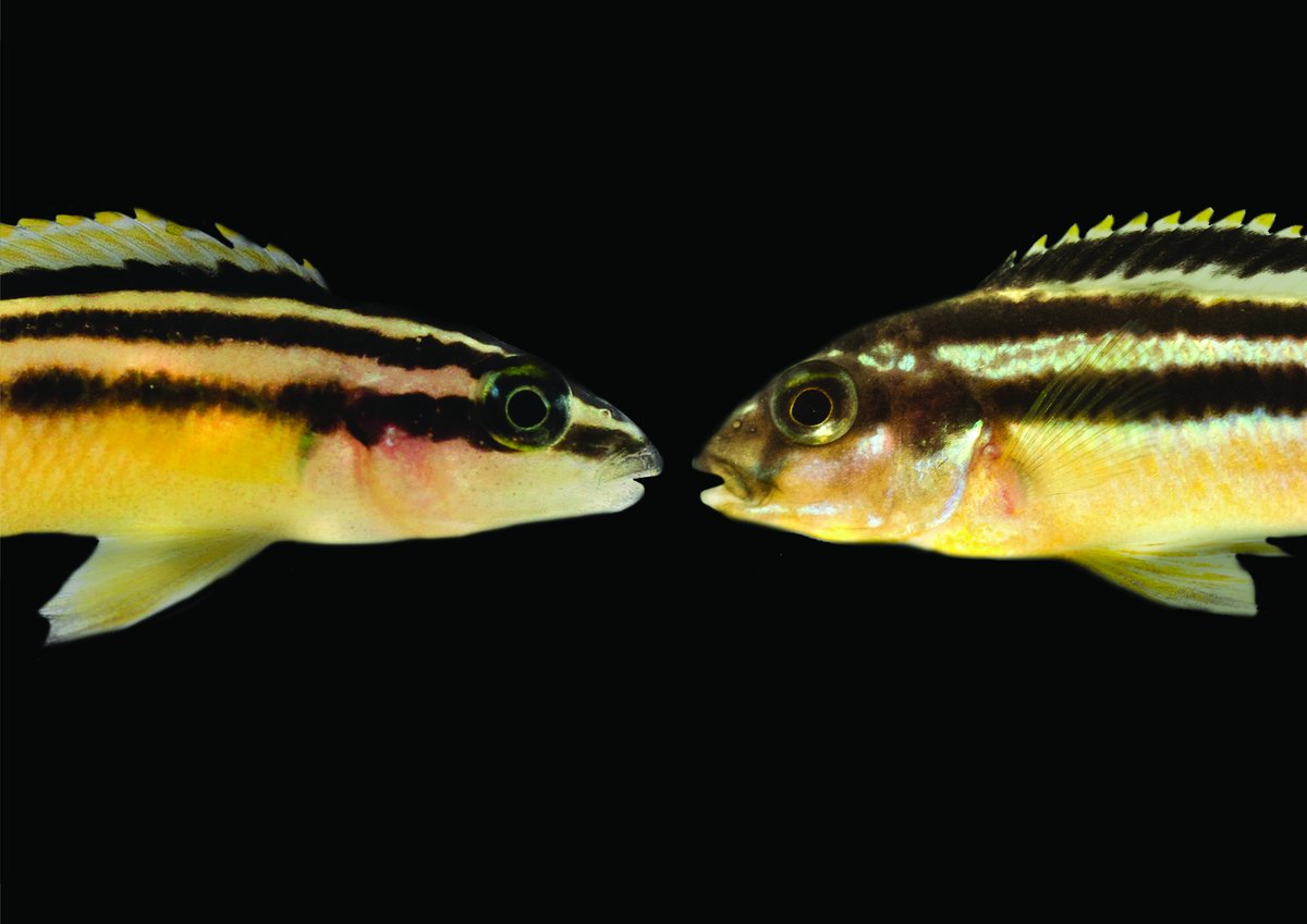 Zwei verblüffend ähnliche Fischarten mit ihren charakteristischen horizontalen Streifen, die allerdings nur sehr fern miteinander verwand sind und daher ein schönes Beispiel für die sich wiederholende (konvergente) Evolution sind: Julidochromis ornatus (Tanganyikasee, links) und Melanochromis auratus (Malawis, rechts).