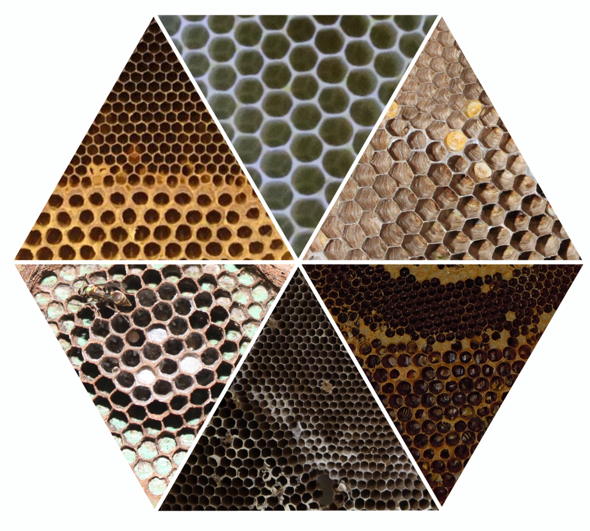Eine Grafik von sechs verschiedenen Wabenmustern. Diese illustrieren die baulichen Unterschiede und Gemeinsamkeiten der Waben von Honigbienen und Wespen.