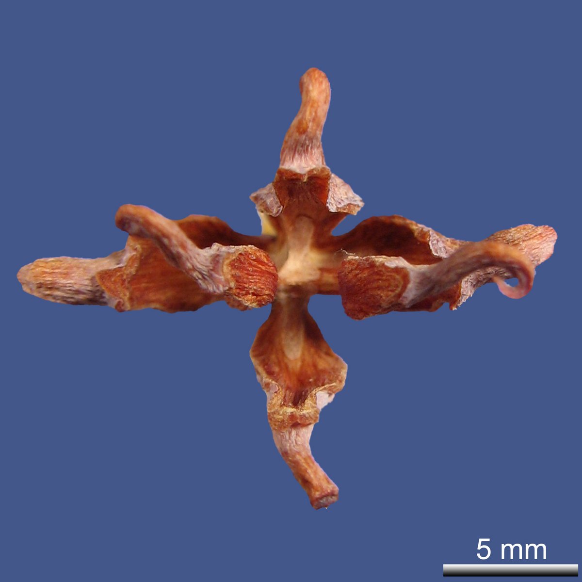 Platycladus orientalis (L.) FRANCO
