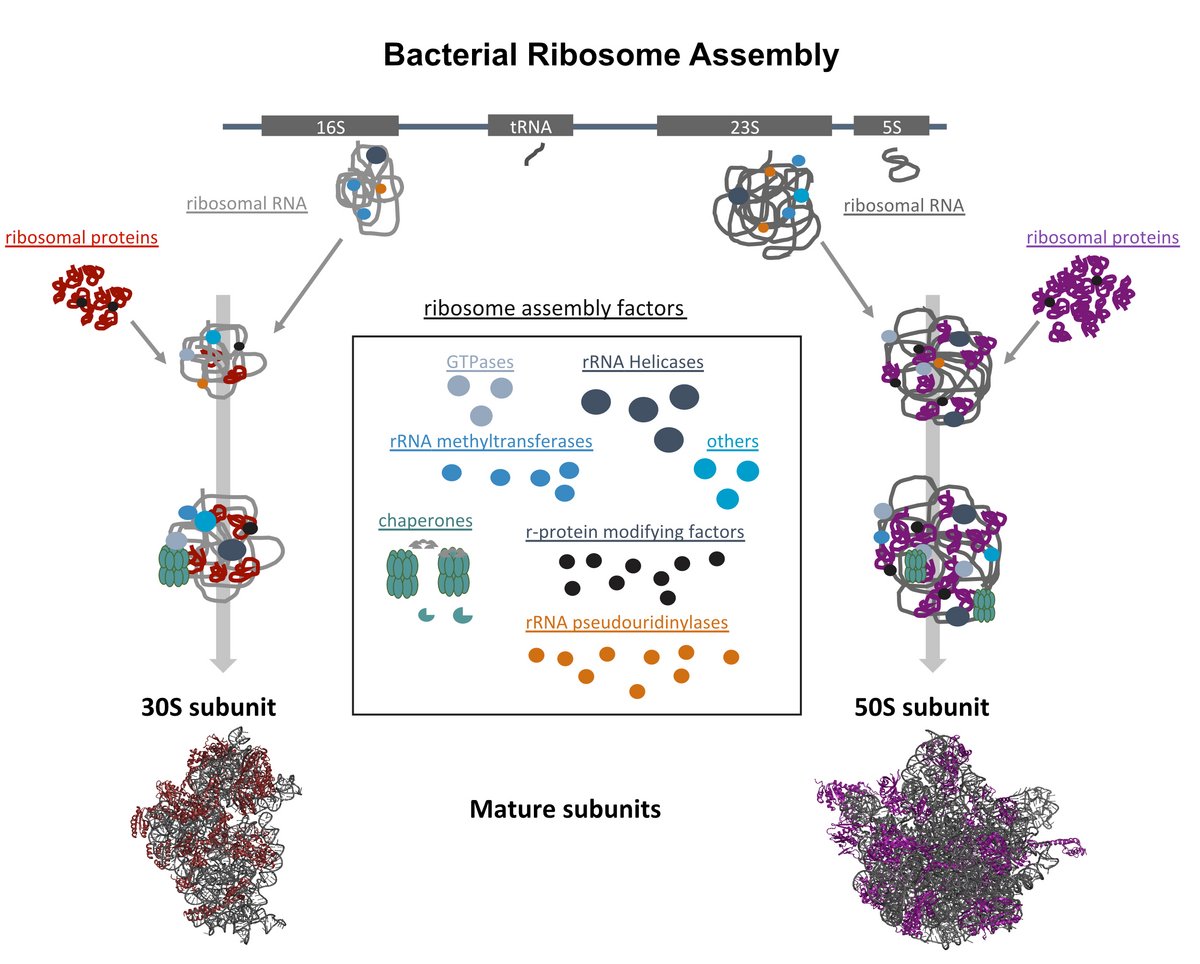 Schematic view of the steps of ribosome biogenesis