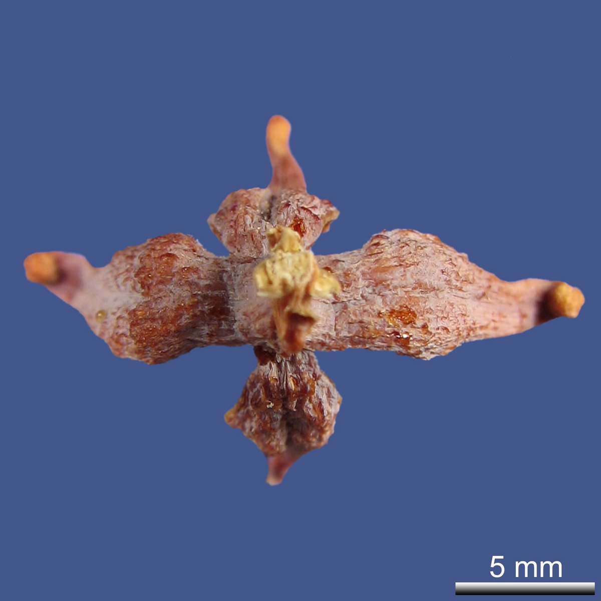 Platycladus orientalis (L.) FRANCO