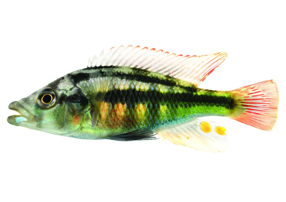 Die besonders farbenfrohe Art Haplochromis chilotes aus dem Viktoriasee, die sowohl horizontale als auch vertikale Streifen zeigt.
