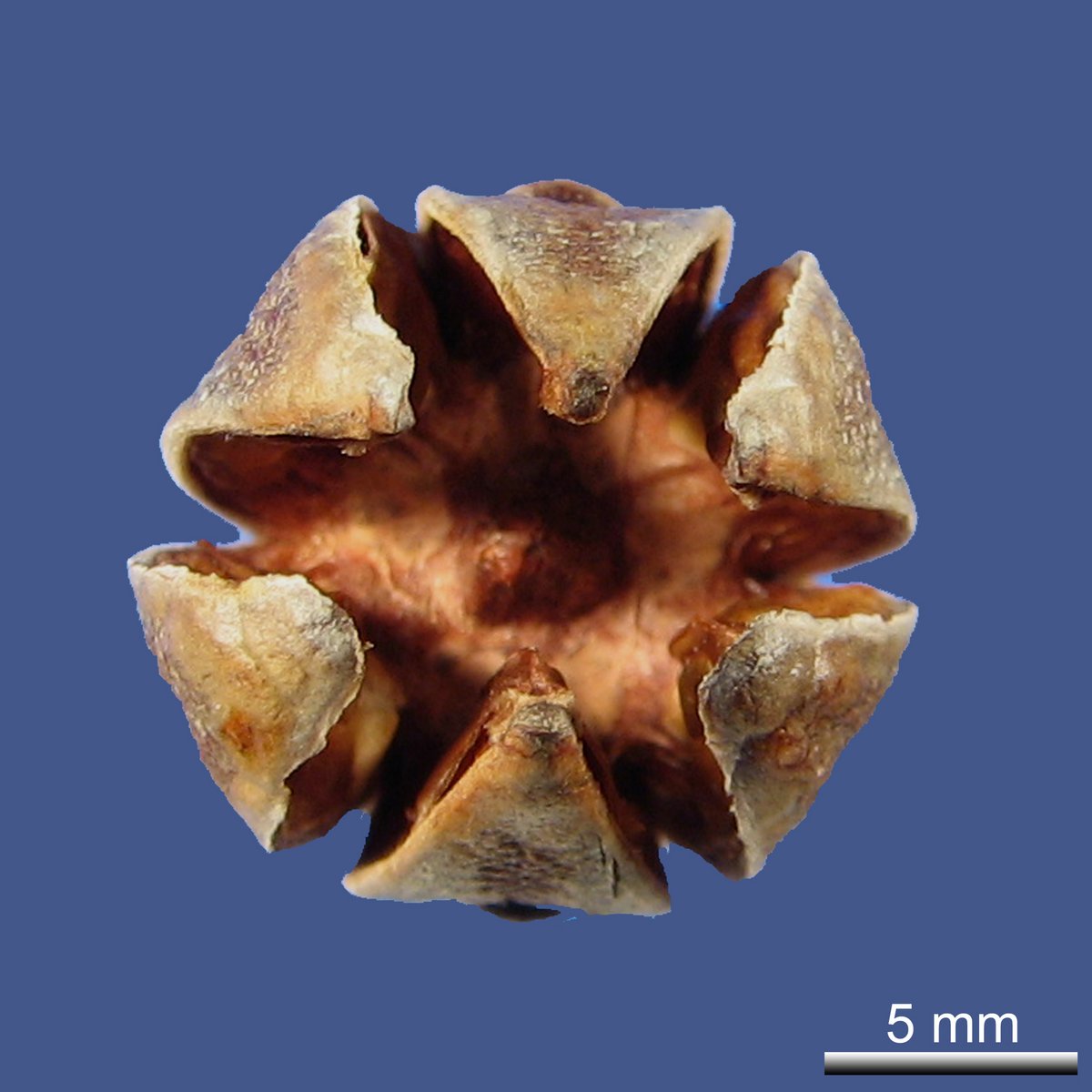Actinostrobus pyramidalis MIQ.