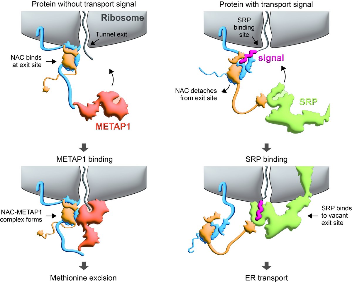 Control of protein interactions with the ribosome by NAC