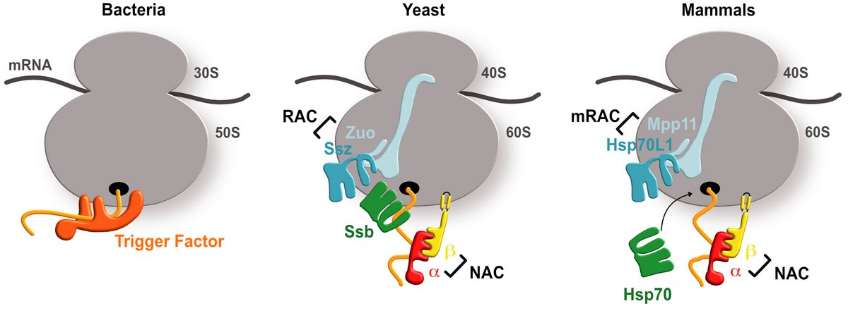 Schematic overview of chaperones at the ribosome