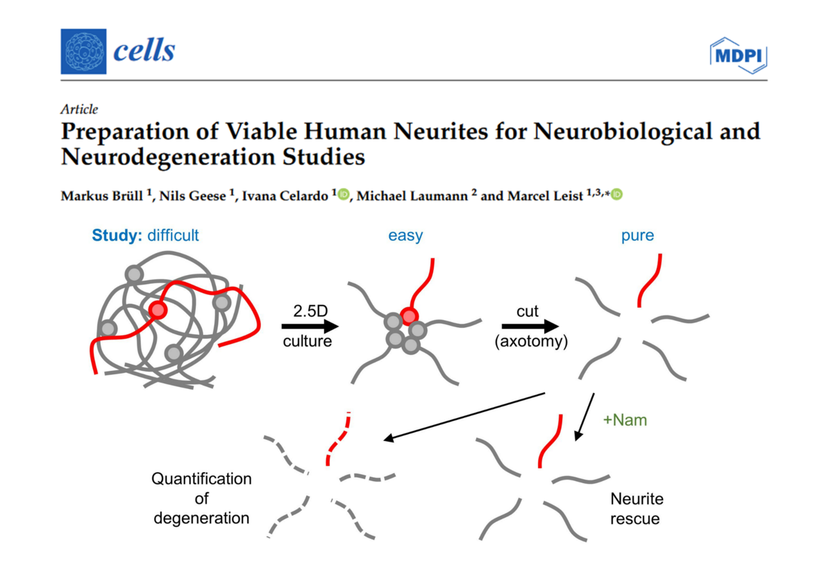 Image of graphical abstract of Brüll et al