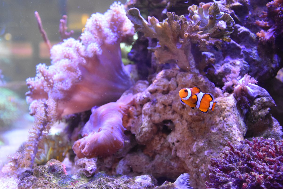 Clownfisch vor Weichkorallen im Aquarium der Leersammlung