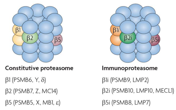 Fig. 2: Subunit composition of the active sites of the constitutive proteasome and immunoproteasome.