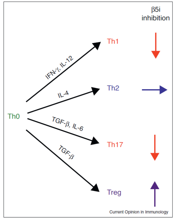 Fig. 3: Influence of LMP7 on T helper cell differentiation.