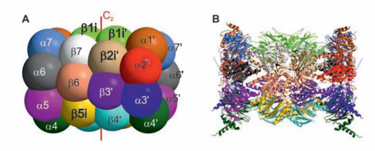 Fig. 4: Overall architecture of the 28 subunits of the immunoproteasome drawn as spheres (A) and in ribbon representation (B). 
